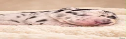 Great Dane dogs for sale: 🐾KC REGISTERED GREAT DANE PUPPIES — NORTHAMPTON🐾 - Advert 12