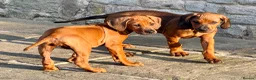 Rhodesian Ridgeback dogs for sale: Health tested parents of excellent temperament.  - Advert 7