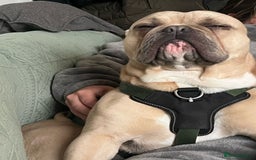 English Bulldog dogs for stud: Minibull elvis.  - Image 1
