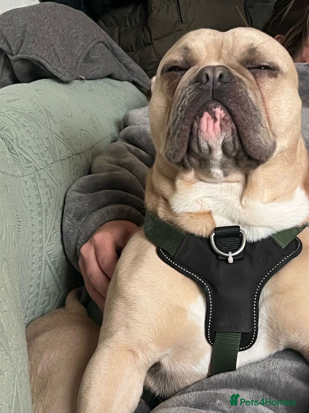 English Bulldog dogs for stud: Minibull elvis.  - Image 1