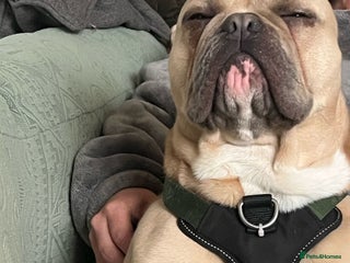 English Bulldog dogs - Advert 23