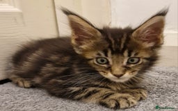 Maine Coon cats for sale: !!!BEAUTIFUL BIG BABIES AVAILABLE!!!  - Image 8