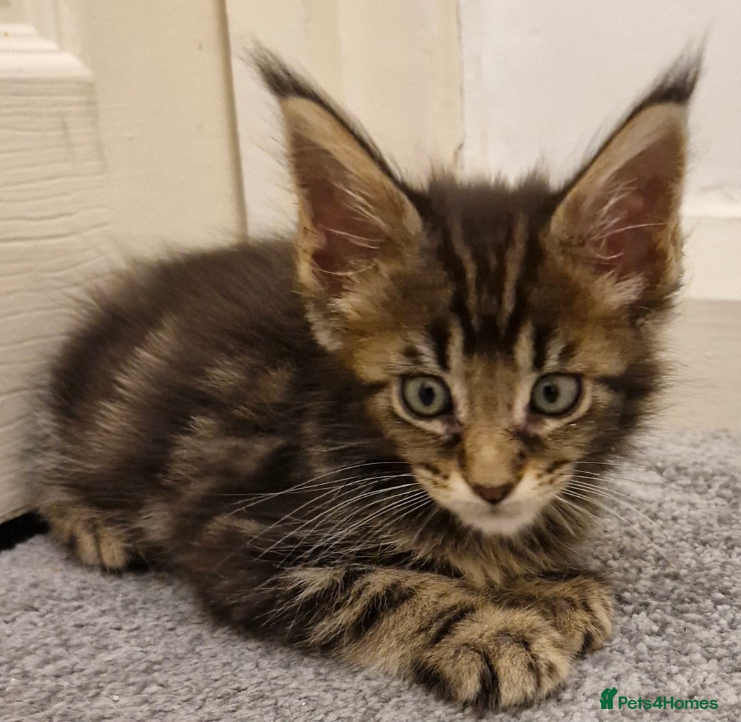 Maine Coon cats for sale: !!!BEAUTIFUL BIG BABIES AVAILABLE!!!  - Image 8
