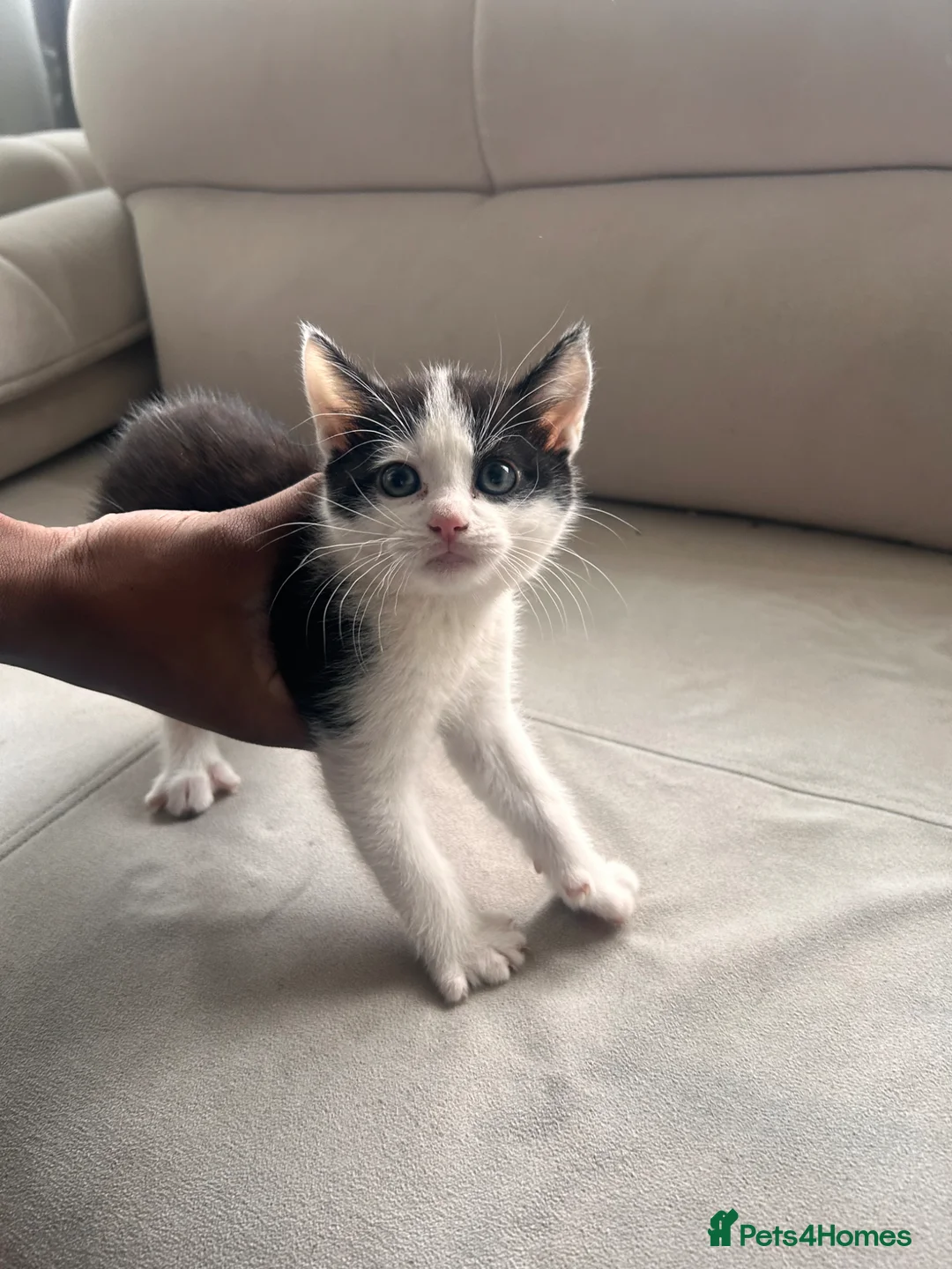 Mixed Breed cats for sale: Kittens  - Advert 2