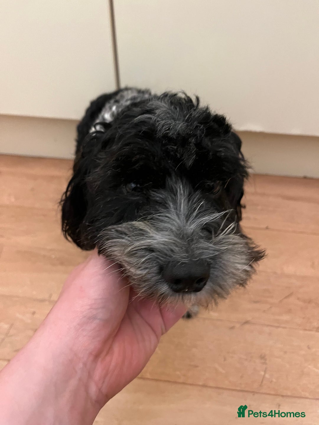 Cockapoo dogs for sale: 2year old cockerpoo boy - Advert 7