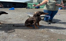 Dobermann dogs for sale: Doberman puppies for sale  - Image 6