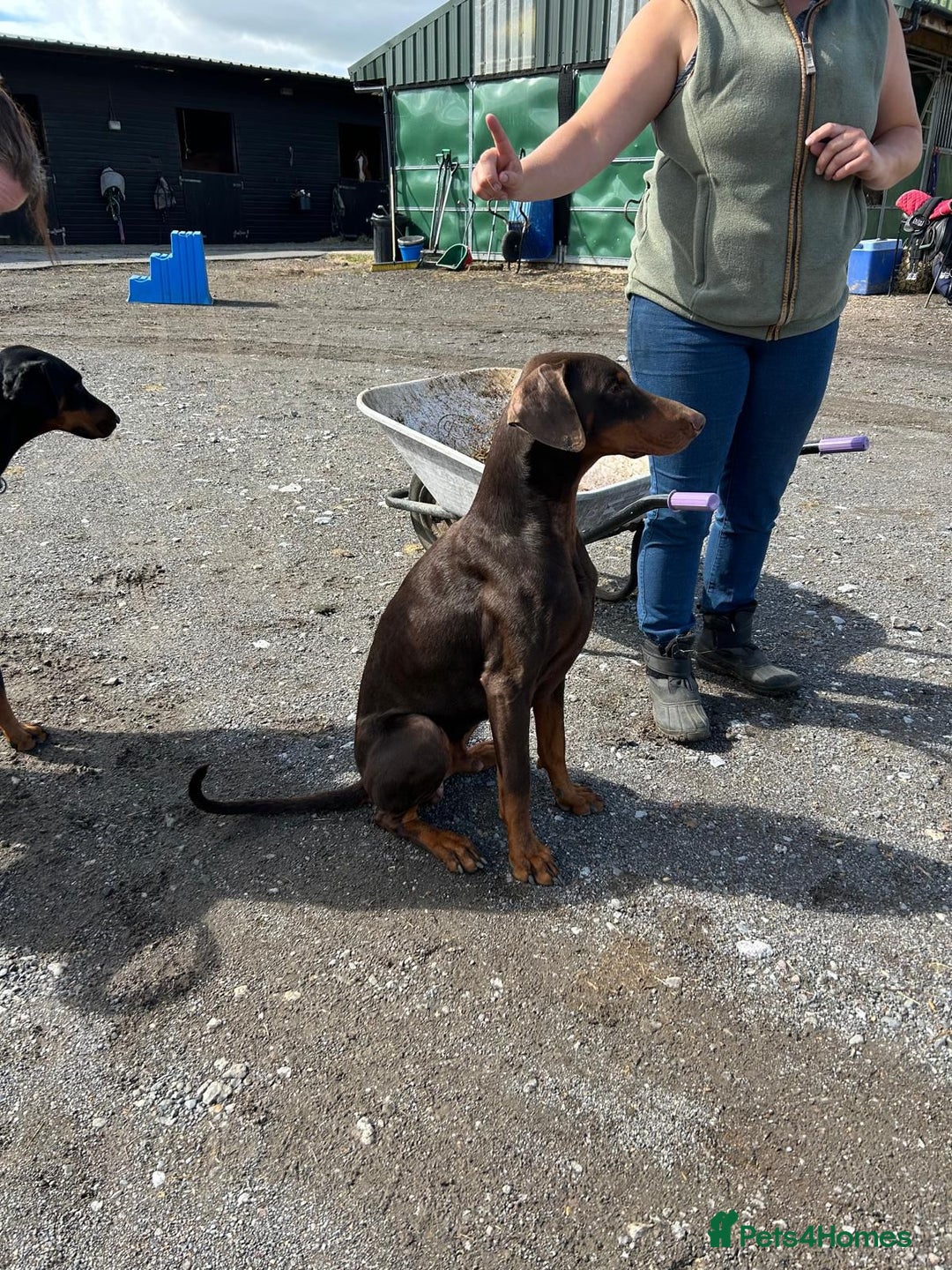 Dobermann dogs for sale: Doberman puppies for sale  - Image 6