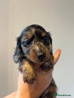 Miniature Dachshund dogs - Advert 2