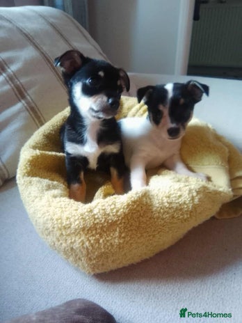 Jack Russell dogs - Advert 2
