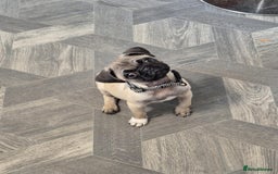 Pug dogs for sale: Pug puppy - Image 3