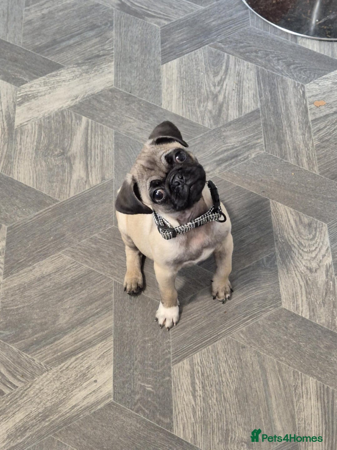 Pug dogs for sale: Pug puppy - Image 3