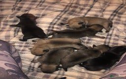 Pug dogs for sale: Pug puppies - Image 26