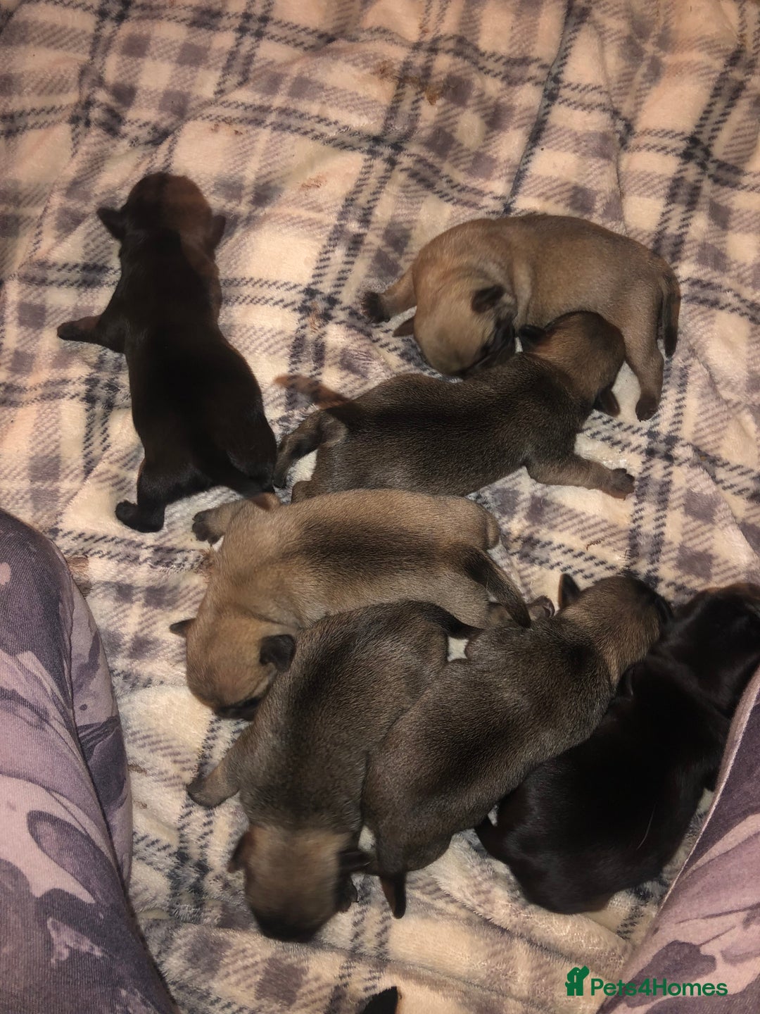 Pug dogs for sale: Pug puppies - Image 26