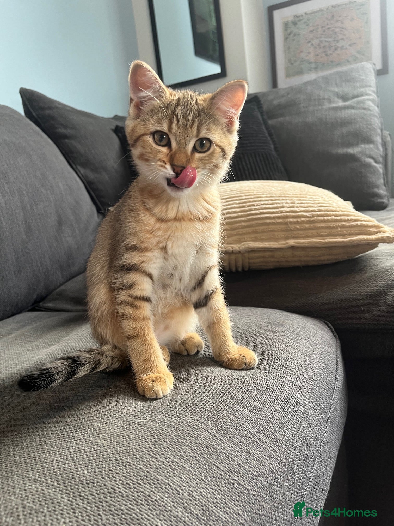British Shorthair Kitten 4