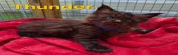 Maine Coon cats for sale: Beautiful maine coon kittens  - Advert 2
