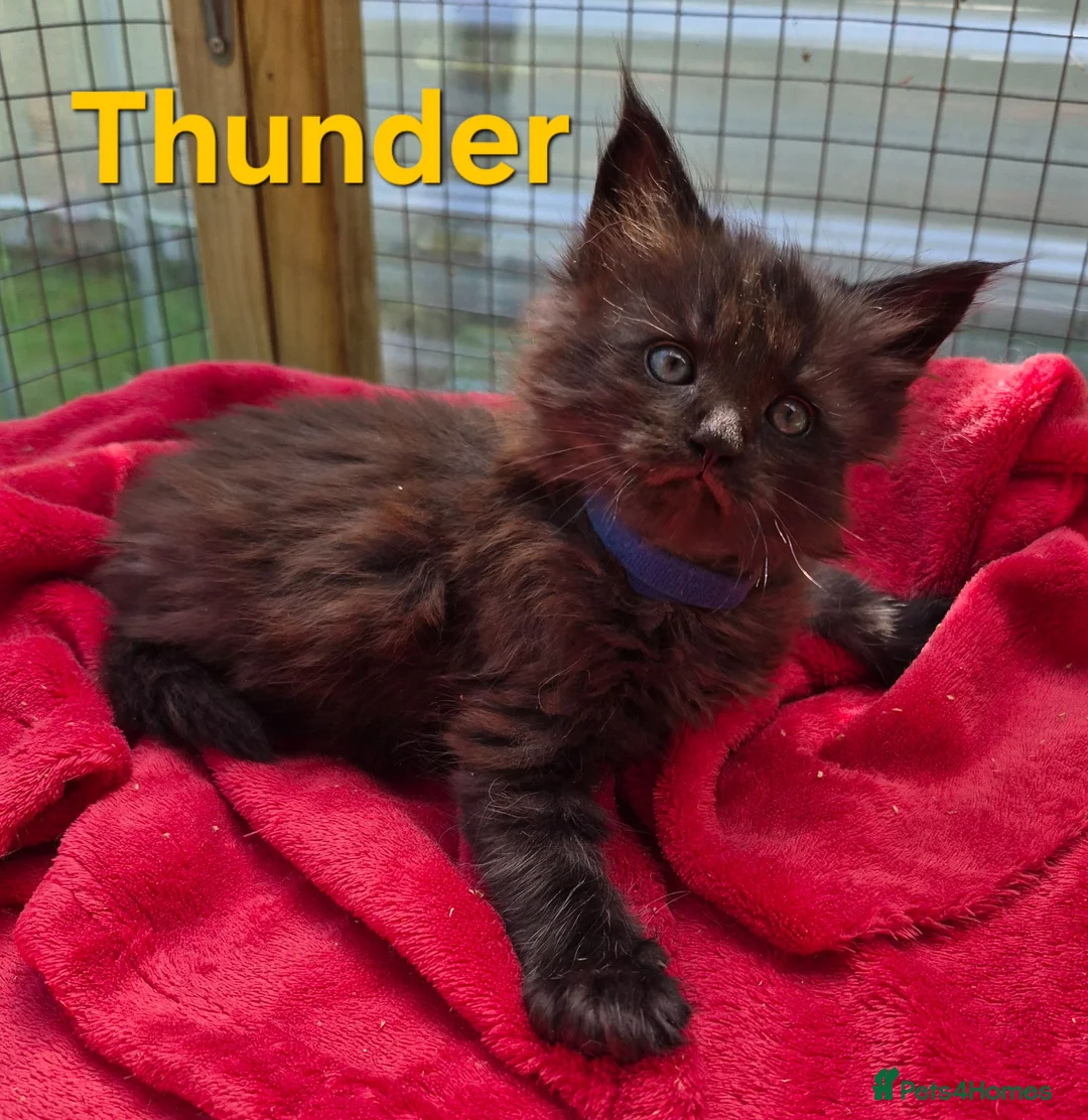 Maine Coon cats for sale: Beautiful maine coon kittens  - Advert 2