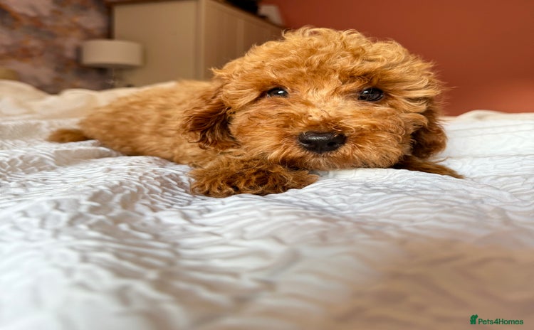 Cockapoo dogs - Advert 1