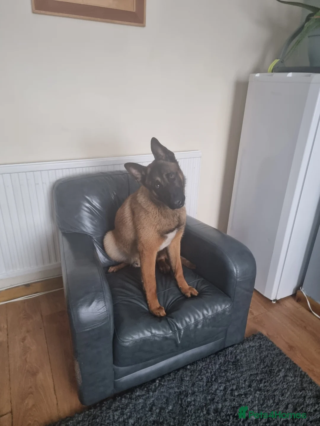 Belgian Shepherd Dog dogs for sale: Robyn in Stoke-on-Trent - Advert 1