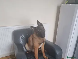 Belgian Shepherd Dog dogs Robyn in Stoke-on-Trent - Advert 1