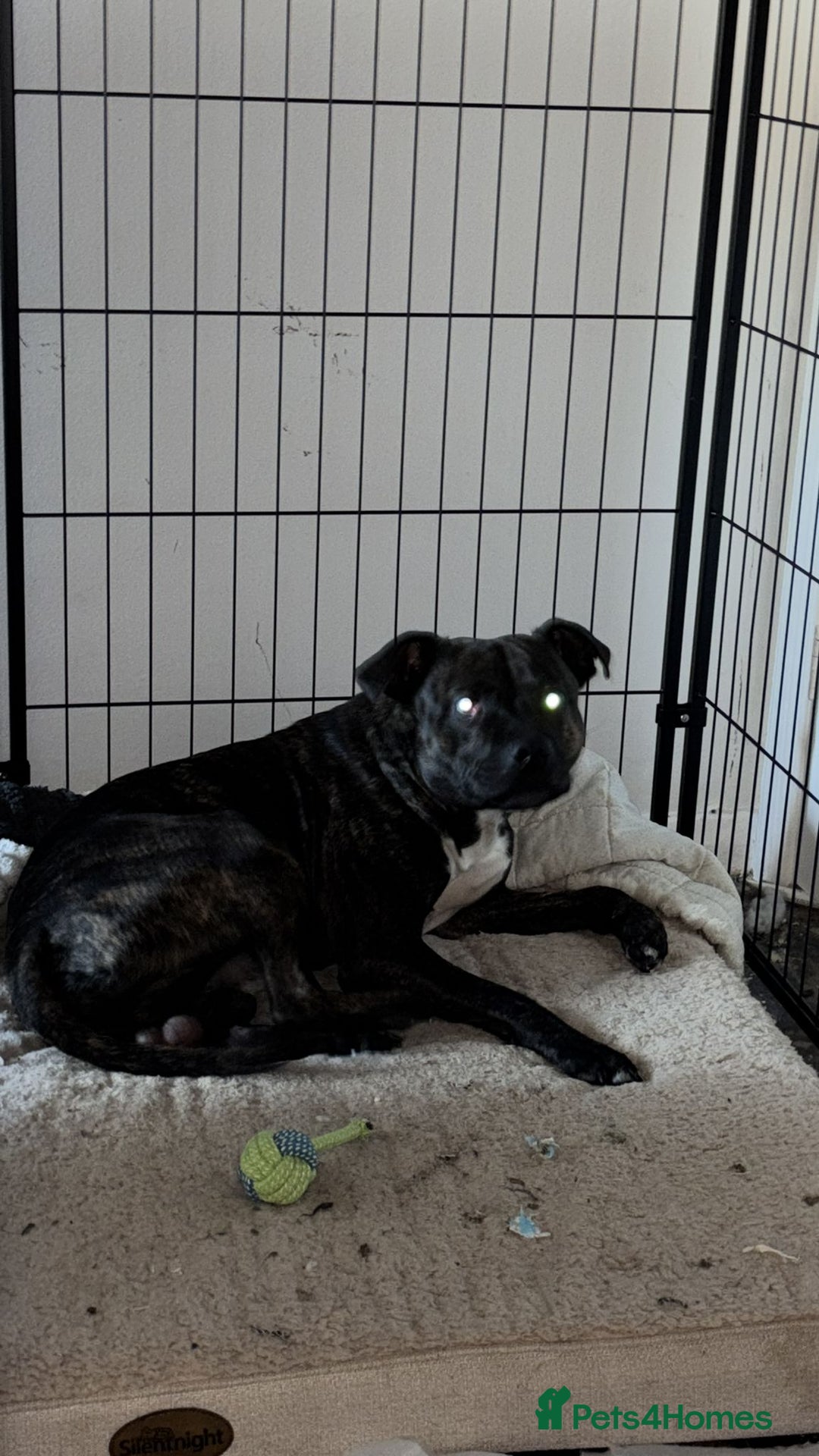 Staffordshire Bull Terrier dogs for sale: This is Dougie  - Image 5