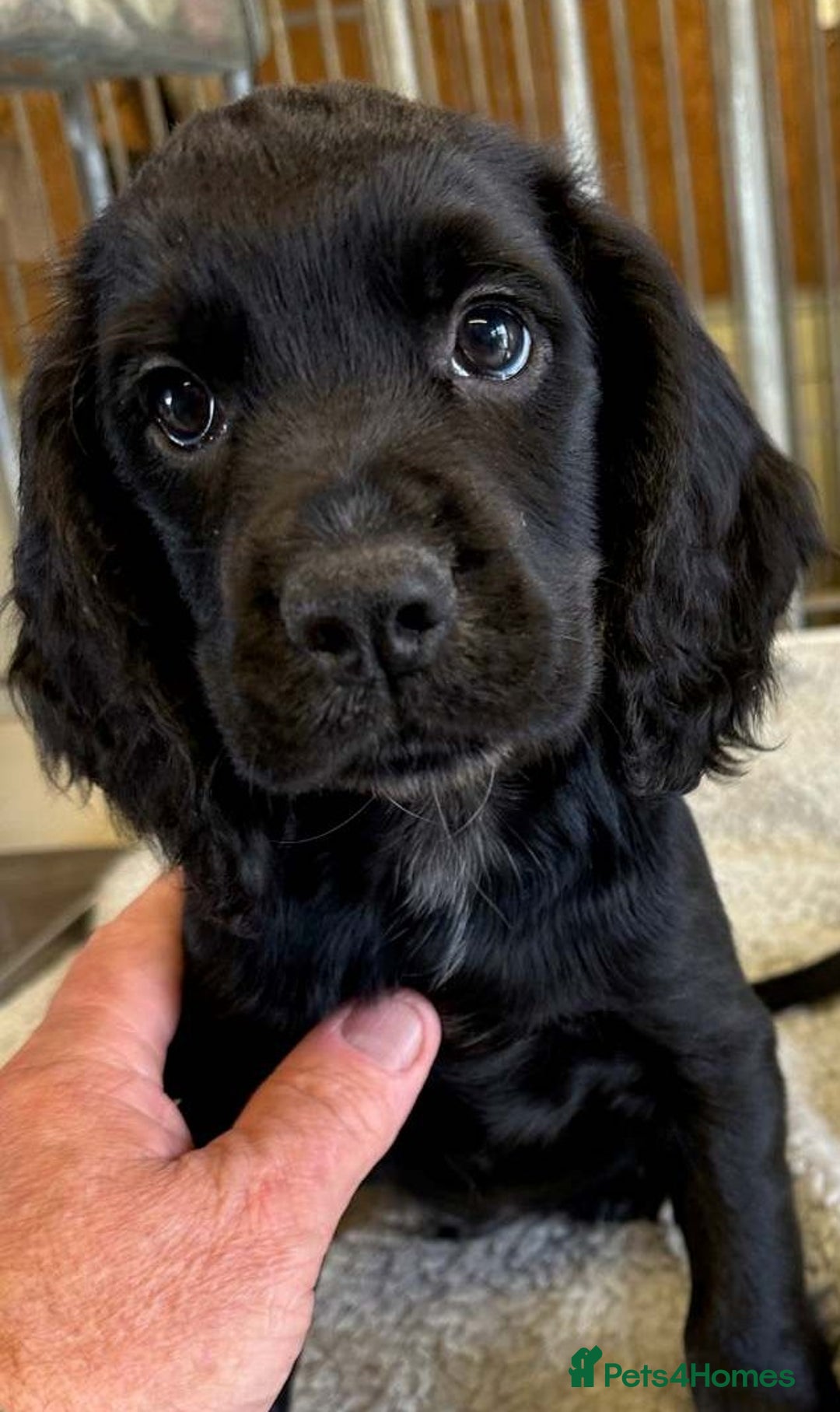 Cocker Spaniel dogs for sale: Cocker Spaniel puppies for sale - Advert 11
