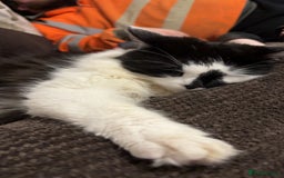 Maine Coon cats for sale: Momo male main coon mix  - Advert 6