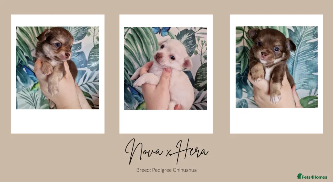 Chihuahua dogs for stud: Unique Chihuahua for Stud 🐾 in Southampton - Advert 18