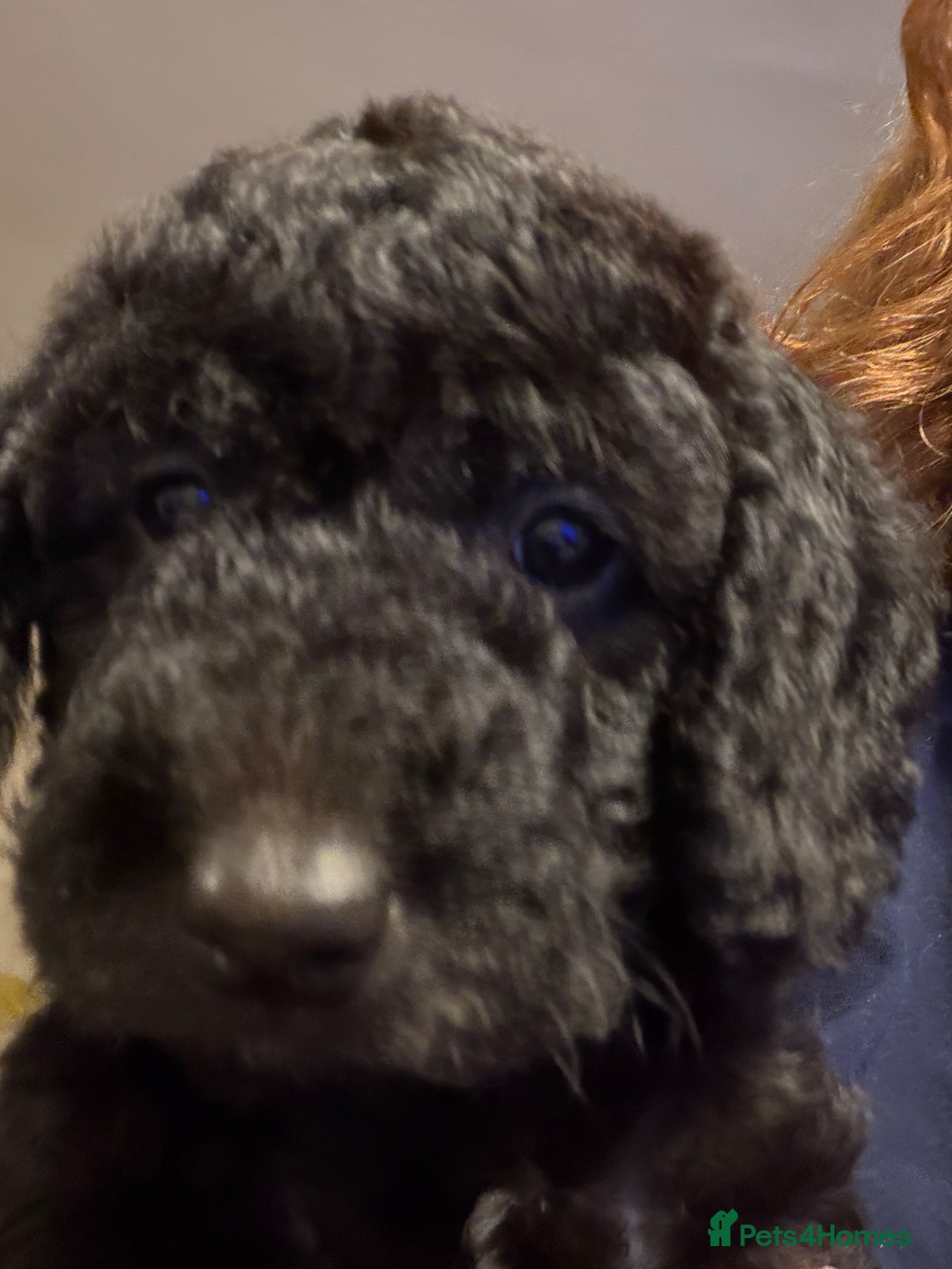 Labradoodle dogs VIEWING WEEKENDS! F1b Labradoodle Puppies  - Advert 2