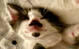 Mixed Breed cats for sale: Black and white male kitten - Advert 2