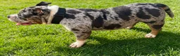 Staffordshire Bull Terrier dogs for sale: Adorable very rare Merle staff puppies  - Advert 2