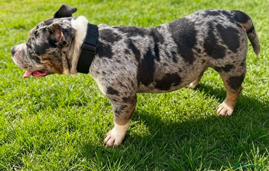 Staffordshire Bull Terrier dogs for sale: Adorable very rare Merle staff puppies  - Advert 2