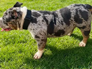 Staffordshire Bull Terrier dogs Adorable very rare Merle staff puppies - Advert 1