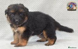 German Shepherd dogs for sale: Germand Shepherd puppies - Image 5