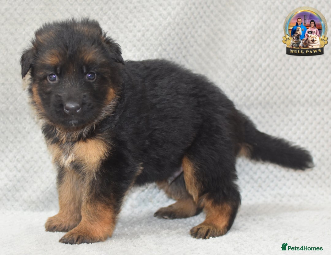 German Shepherd dogs for sale: Germand Shepherd puppies - Image 5