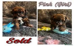 Mixed Breed dogs for sale: Cavapoochon puppies  - Image 14