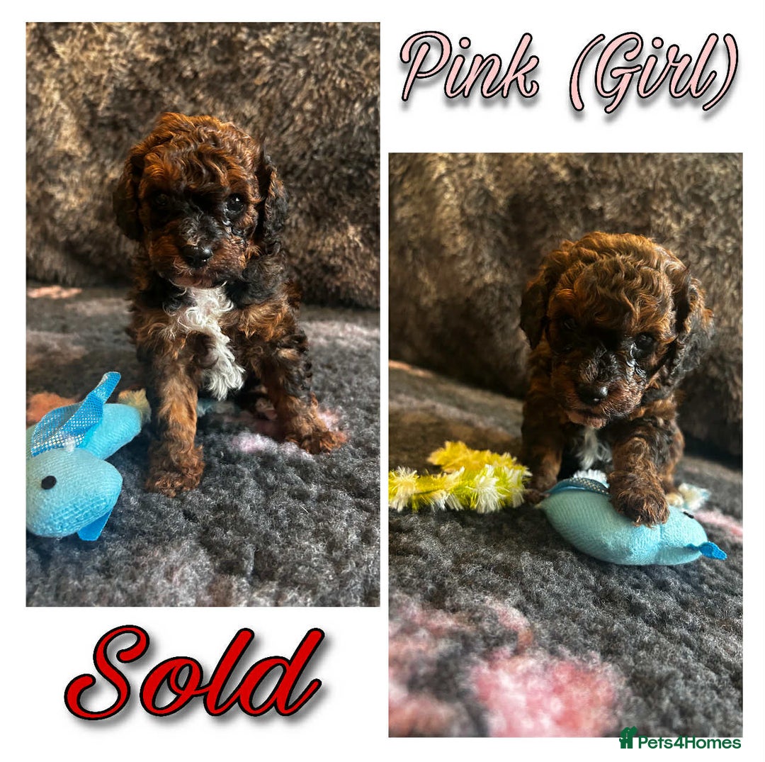 Mixed Breed dogs for sale: Cavapoochon puppies  - Image 14
