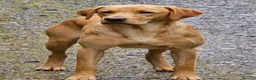 Labrador Retriever dogs for sale: Puppy Culture Raised 🐶 Health Tested - Advert 12