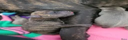 Mixed Breed dogs for sale: Staffie cross mastiff - Advert 2