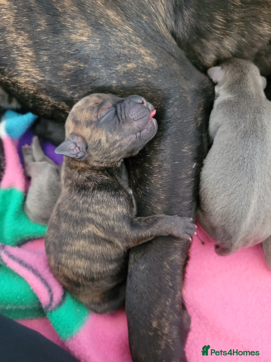 Mixed Breed dogs for sale: Staffie cross mastiff - Advert 2