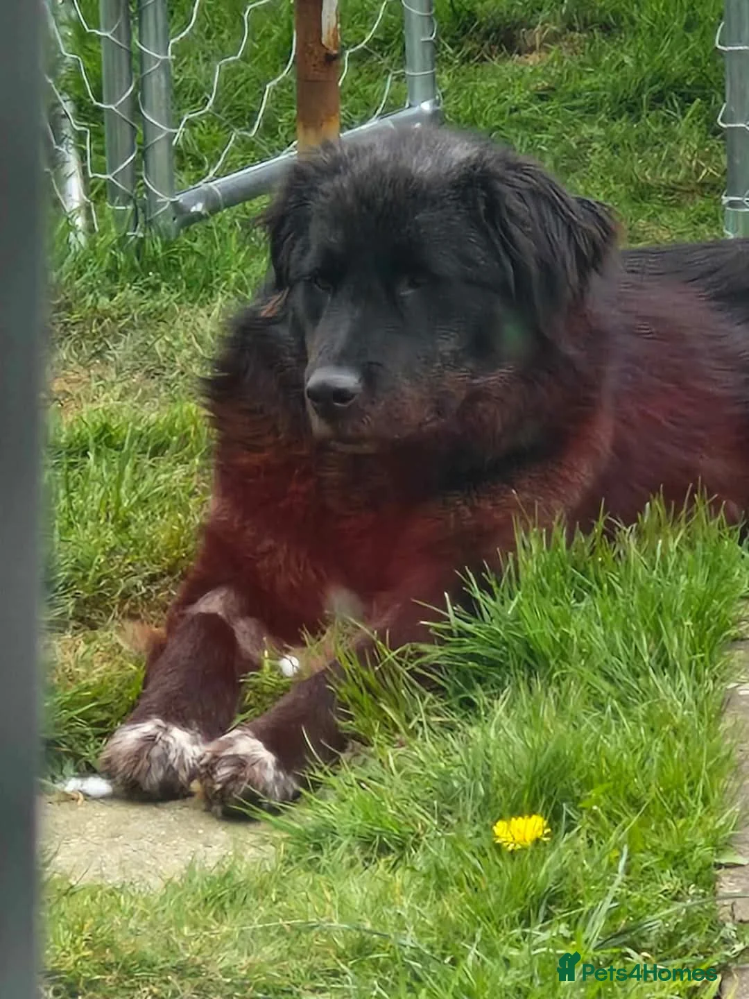 Mixed Breed dogs for adoption: Meet Bryony, currently residing in Kent in Maidstone - Advert 7