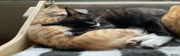 British Shorthair cats for sale: Beautiful kittens ready for loving homes. in London - Advert 17