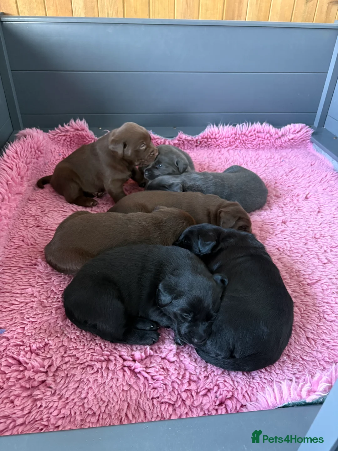 Labrador Retriever dogs for sale: Gorgeous KC, Charcoal, Chocolate and Black Labs - Advert 9