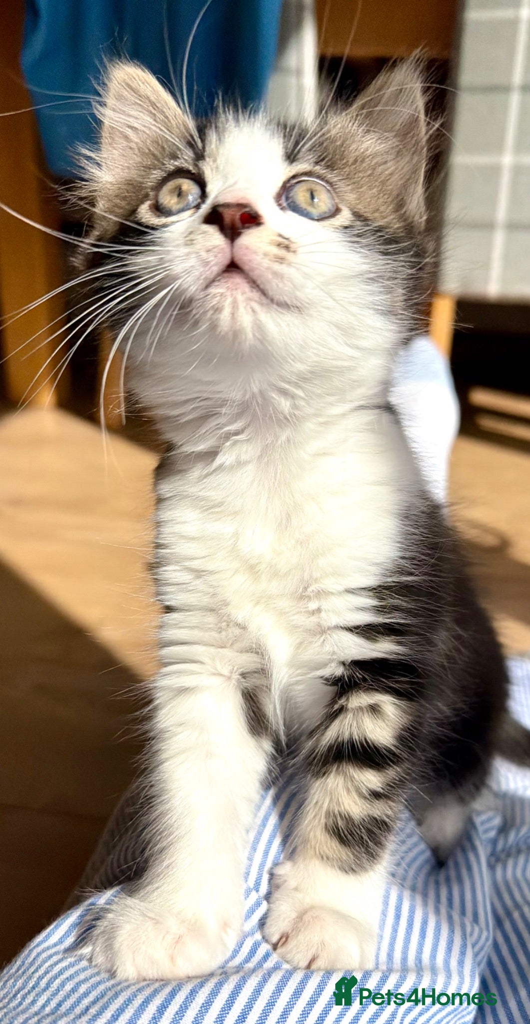 Mixed Breed cats Stunning 4 Tabby  Kittens Ready for Homes - Advert 2