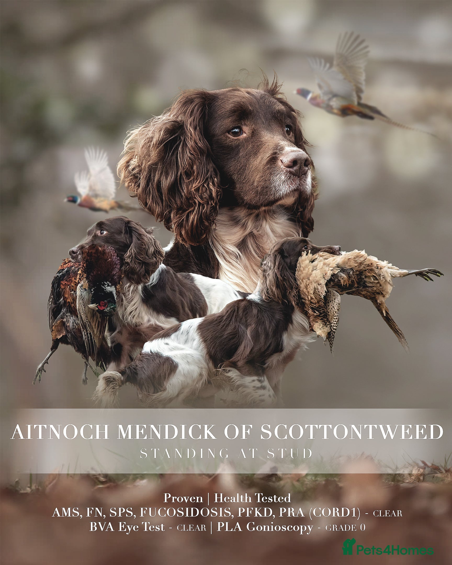 English Springer Spaniel dogs Working Springer Spaniel for Stud in Bedale - Advert 6