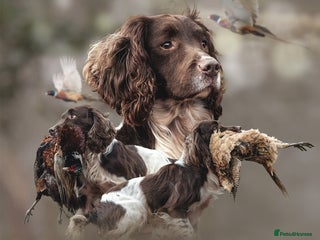 English Springer Spaniel dogs in Bedale - Advert 6