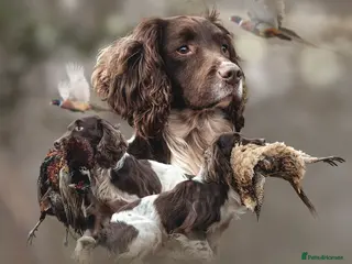 English Springer Spaniel dogs Working Springer Spaniel for Stud in Bedale - Advert 14
