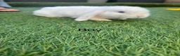 Mini Lop rabbits for sale: 2 stunning boys  - Advert 2