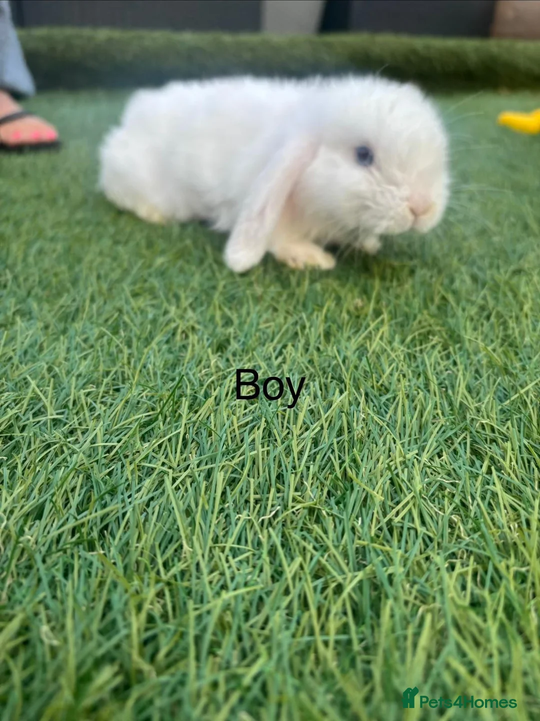 Mini Lop rabbits for sale: 2 stunning boys  - Advert 2
