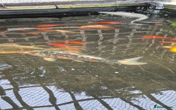 Koi Carp fish for sale: Koi/pond fish - Image 4