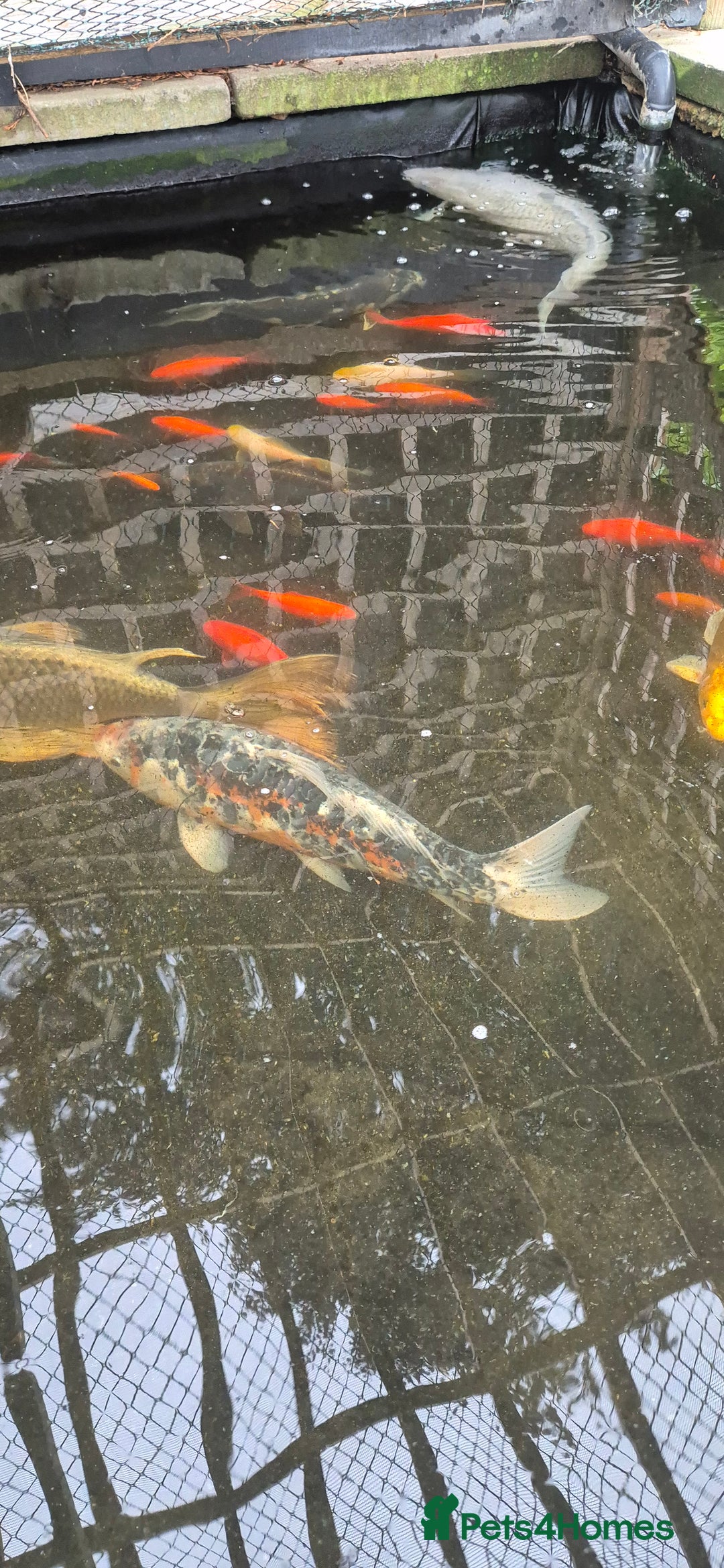 Koi Carp fish for sale: Koi/pond fish - Image 4